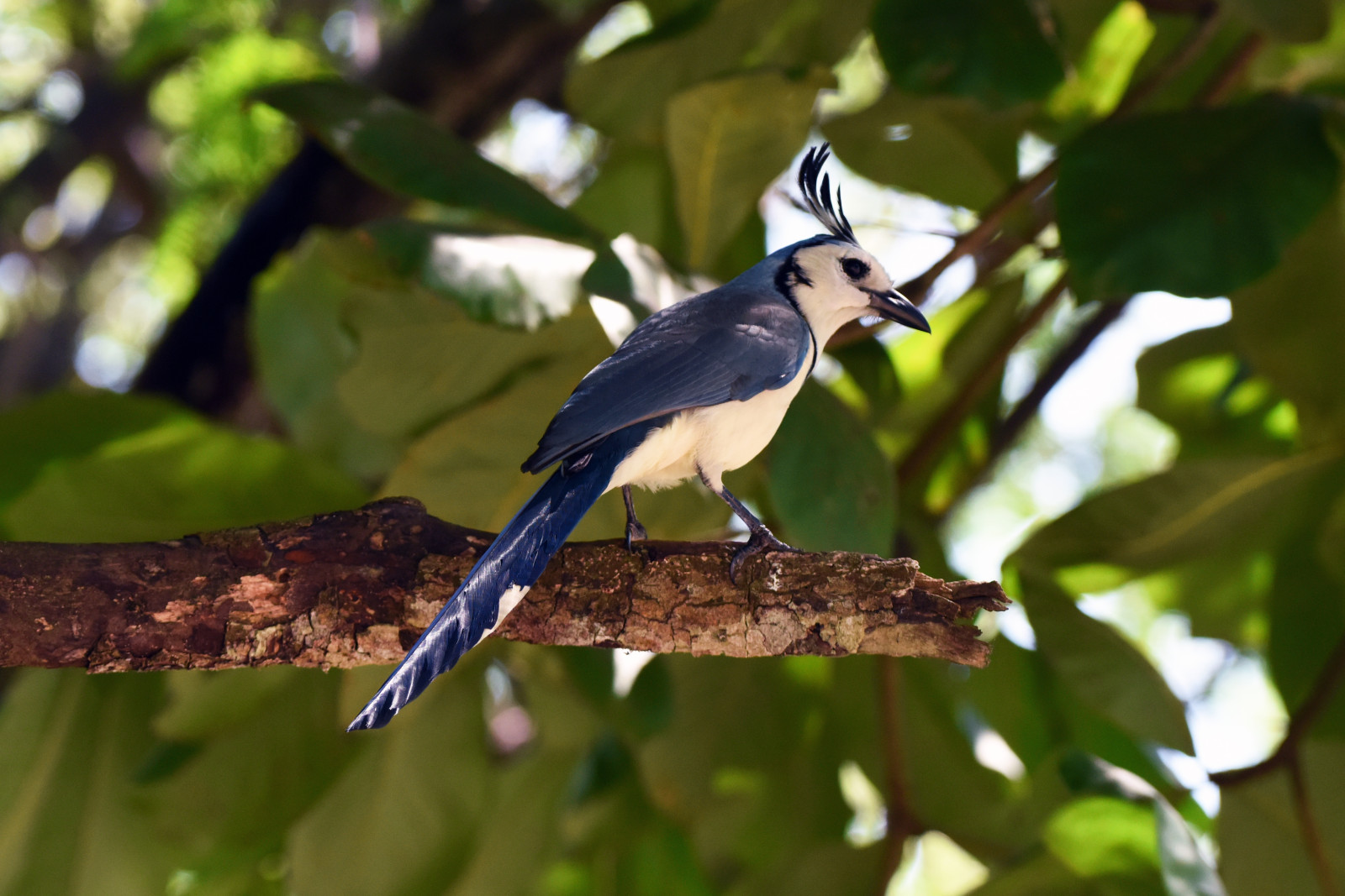 image White-throated Magpie-Jay